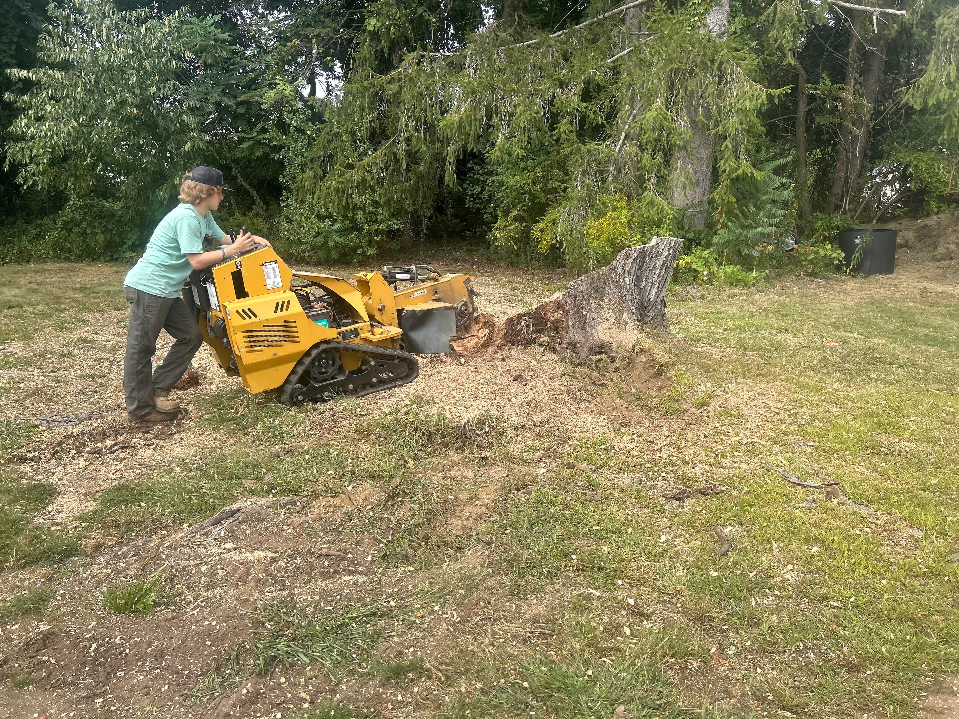 Tree Trimming
